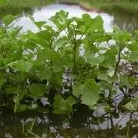 Carrapichão