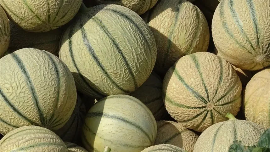 Produção de melancia cresce, mas mercado preocupa
