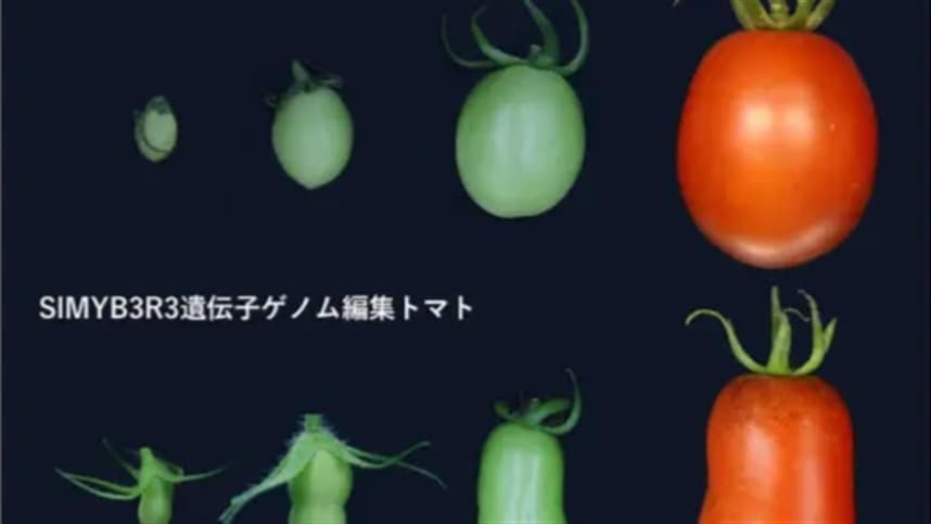 Cientistas criam tomate em forma de amendoim