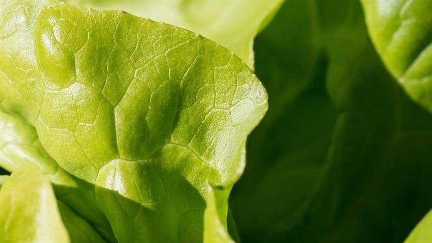 ALFACE/CEPEA: rompimento de barragem ainda afeta produção em MG