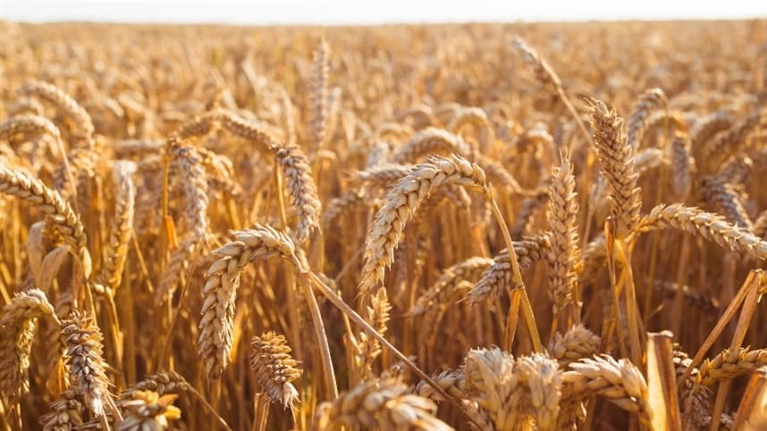 O trigo negociado em Kansas também recuou 2,5%