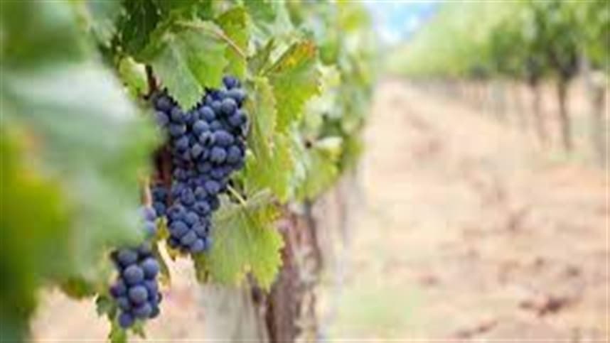 Safra de uva supera expectativa