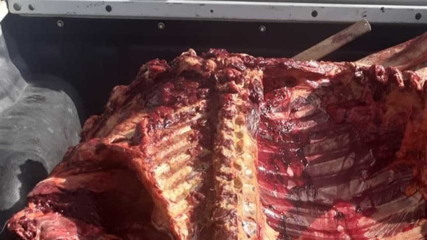 Operação apreende 450 quilos de carne de cavalo
