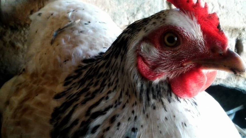 Nos primeiros de 2020, só frango vivo registrou variação positiva