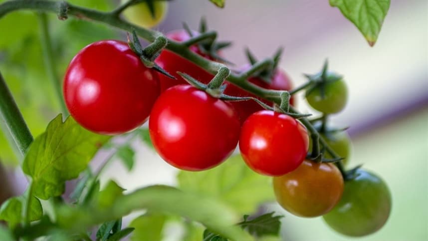 Mesmo com o fim das paralisações, preços do tomate sobem nos atacados