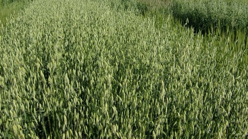 Aprovadas seis novas cultivares de aveia