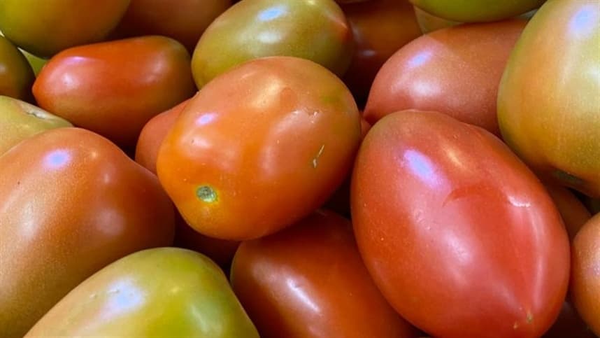 Oferta em alta pressiona preços do tomate: caixa cai até 16% em uma semana