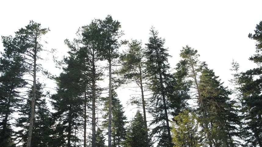 Competição com soja e falta de estrutura freiam plantio de pinus