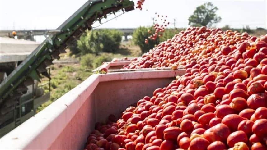 Tomate mantém sanidade, apesar de focos de mosca-branca