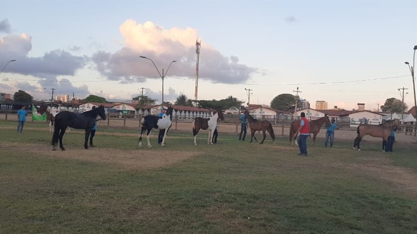 Equinos Mangalarga Marchador aumentam participação na Expoagro Alagoas