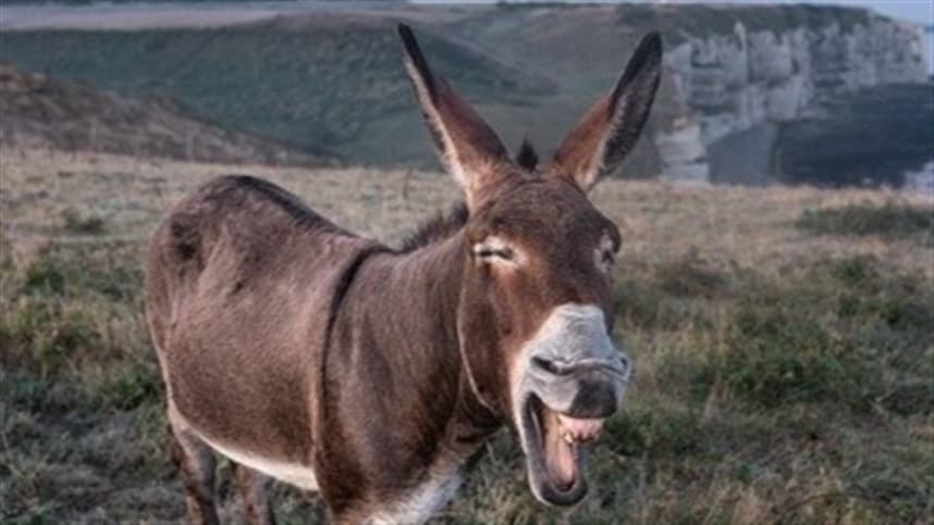 Regressão? Entenda por que espanhóis querem volta dos burros