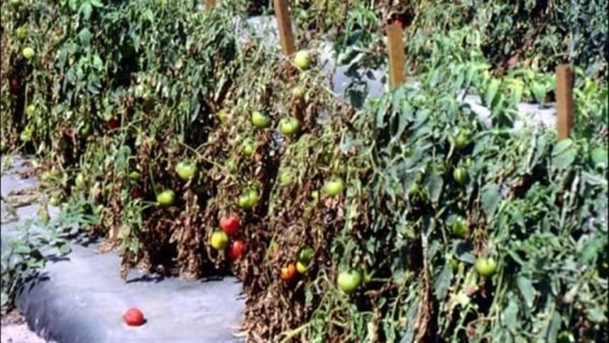 Como se livrar da murcha de Fusarium no tomate?