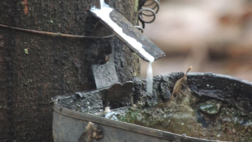 Produtores de borracha podem aderir a produção integrada