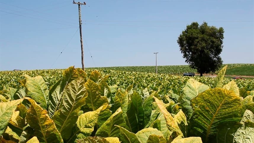Tabaco gera receita superior a R$ 93 milhões em Palmeira na safra 2020/2021