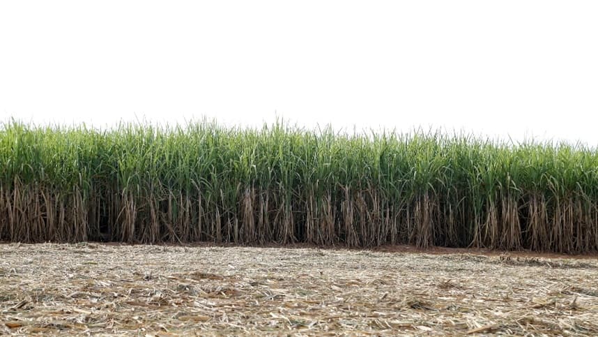 Biocarvão como atenuante da fitotoxicidade de herbicidas em mudas pré-brotadas de cana-de-açúcar