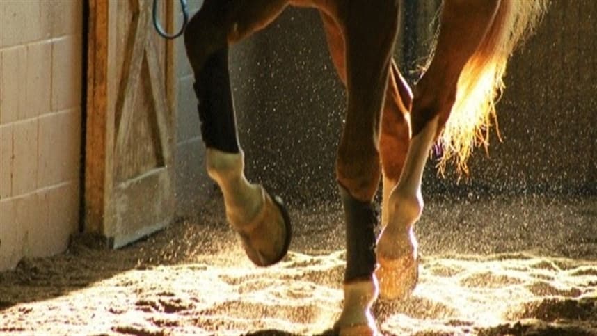 Cavalos com cascos saudáveis são mais produtivos, afirma especialista