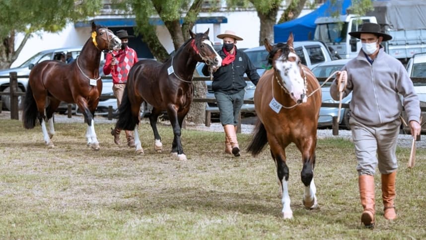 Bagé sedia nova etapa de Exposição Passaporte do Cavalo Crioulo