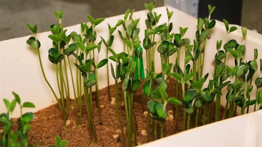 Inteligência artificial acelera testes de germinação