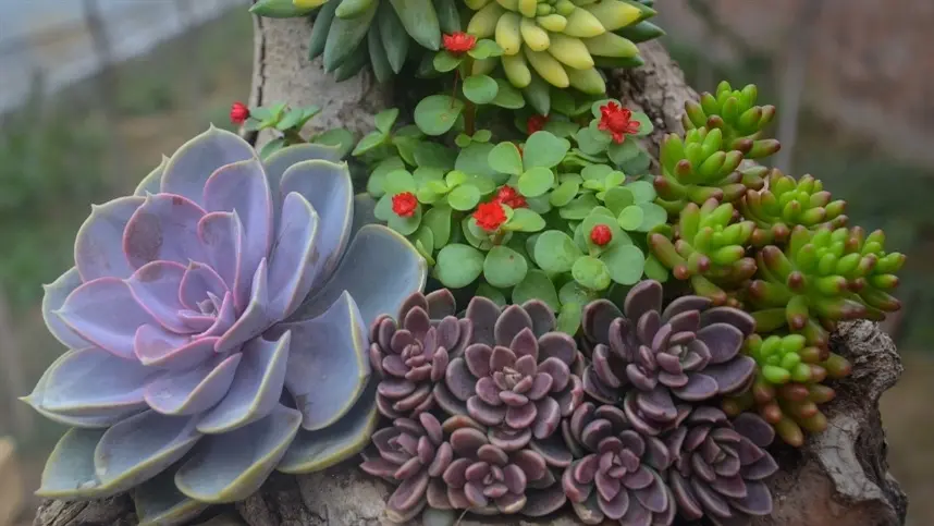 Suculentas já representam 1,2% do VBP da floricultura