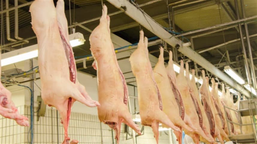 Exportação de carne suína bate recorde histórico em março, mas mercado interno registra queda de preços