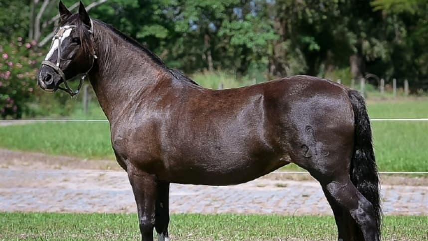 Santa Edwiges volta às pistas em leilão com liquidez e preços altos