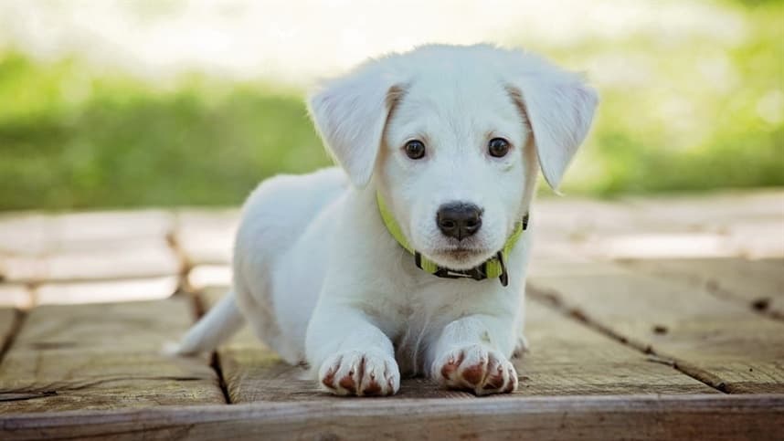 Como combater a leishmaniose em cães?