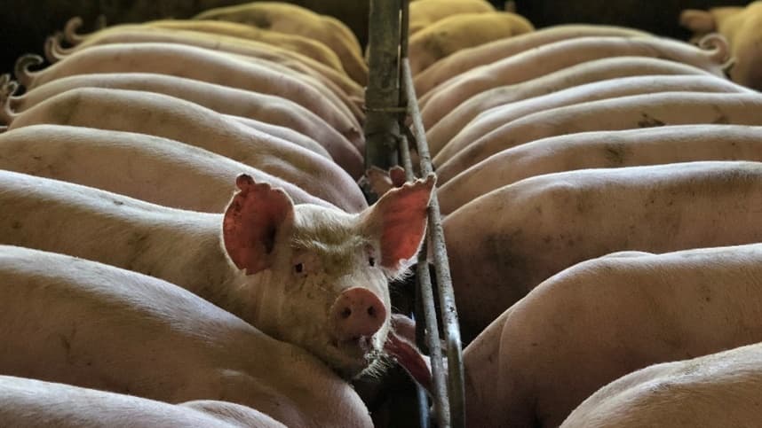 Fábrica de soluções naturais de nutrição inaugura no Brasil