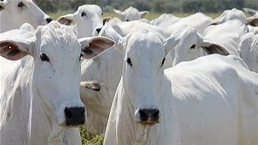 A próxima etapa da pesquisa será a validação em propriedades rurais