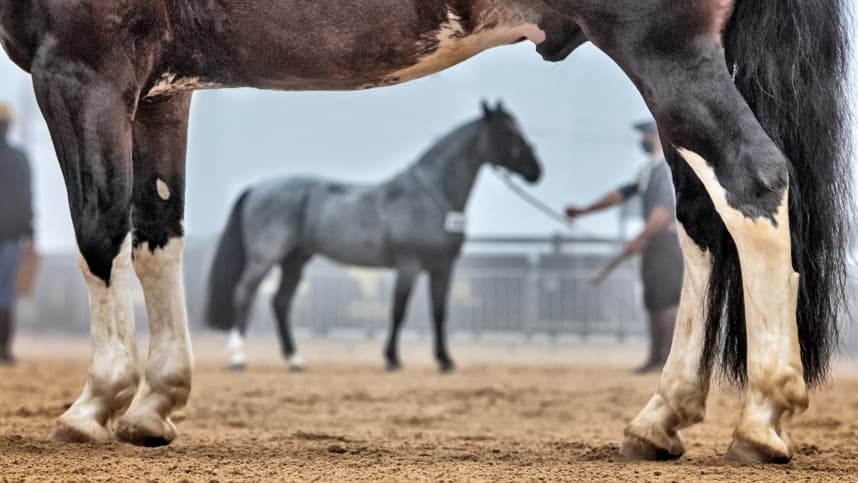 RS: Prévia Morfológica 1 termina com 103 animais pré-aprovados em Esteio