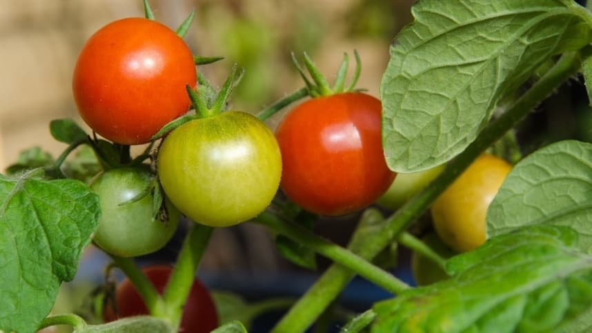 Tomate é uma das culturas mais suscetíveis ao ataque de pragas e doenças