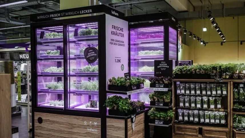 Tomate em estufa apagam luzes para economizar