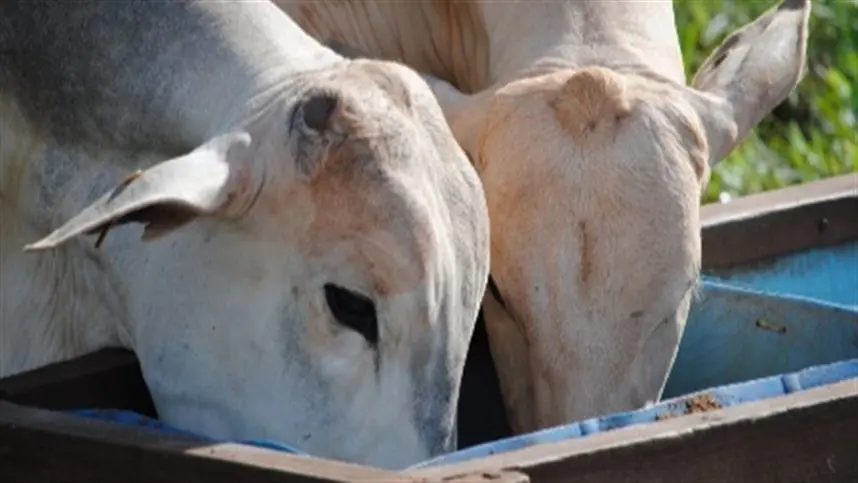 Resíduo da produção de etanol de milho traz ganho em gado de corte