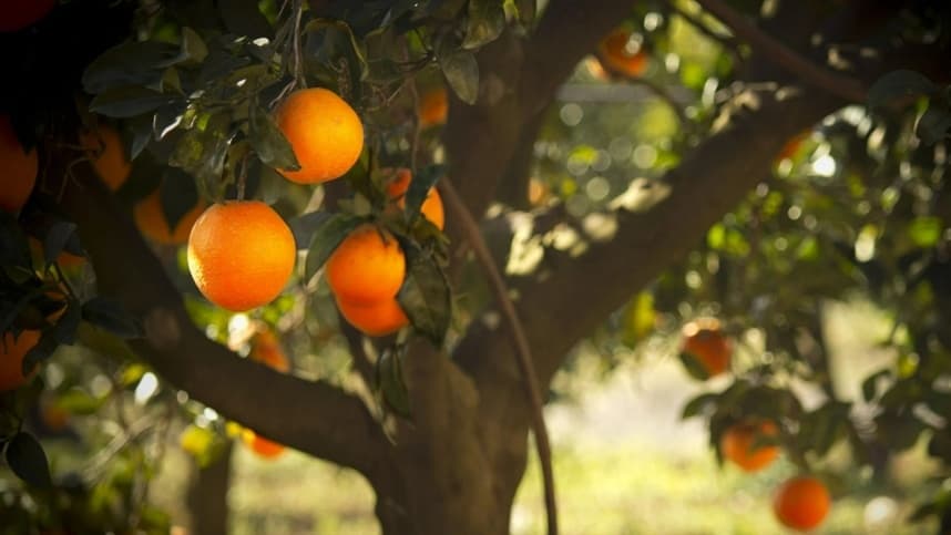 CITROS: Chuvas e ventos podem causar perdas nos pomares