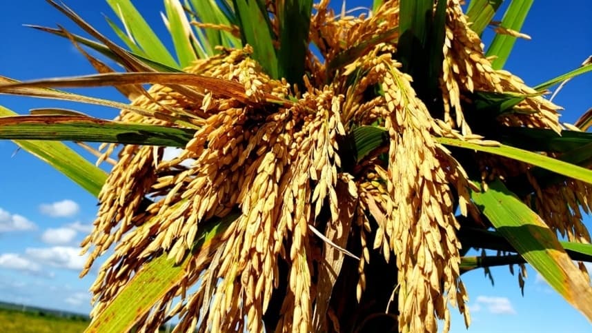 Gigante do agro lança marca de sementes de arroz