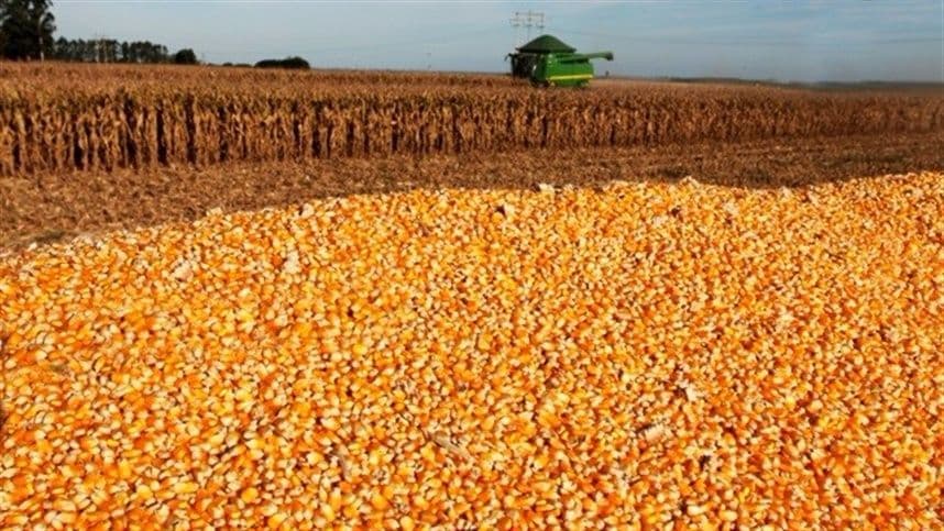 Milho: piora no poder de compra do pecuarista em agosto