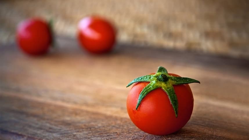 Leamington: melhor safra de tomate da história do Canadá