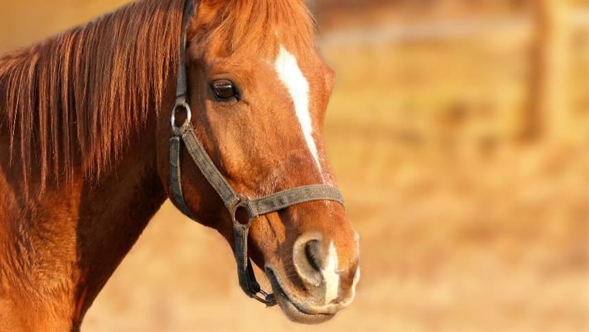 Tudo que você precisa saber sobre encefalomielite equina