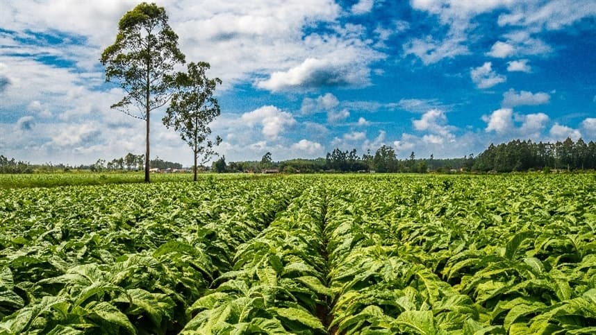 BAT Brasil avança rumo ao carbono neutro no agronegócio