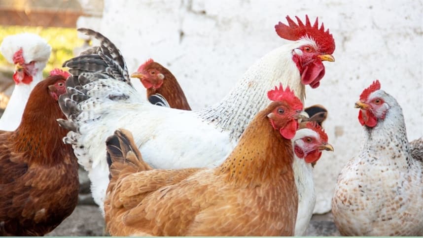 FRANGO: Competitividade frente ao boi é a maior desde 2022