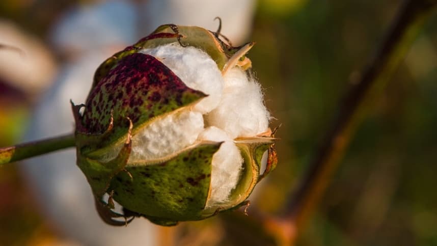 O cuidado com as sementes é fundamental para colher uma boa pluma