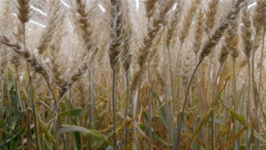 O FAS prevê um declínio na produção de trigo