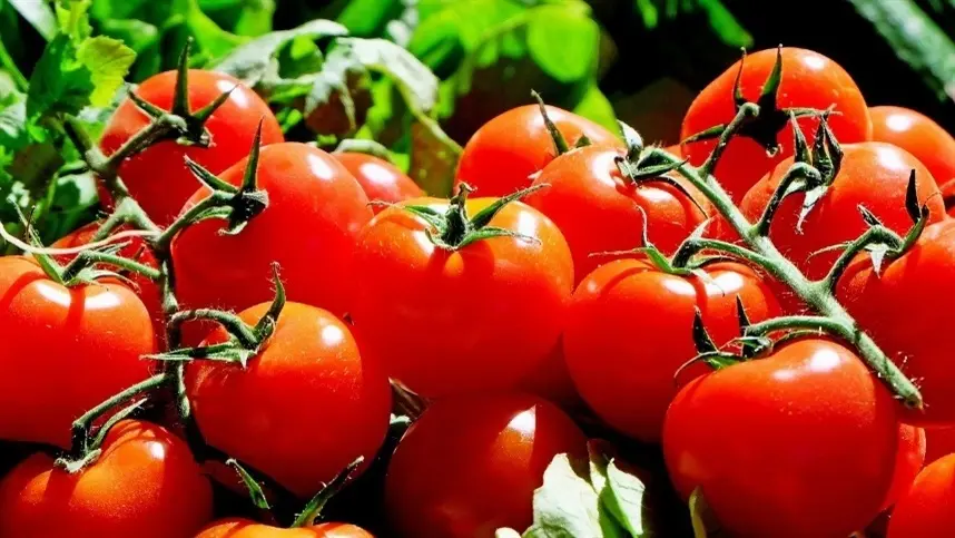 Semana é de alta nos preços do tomate