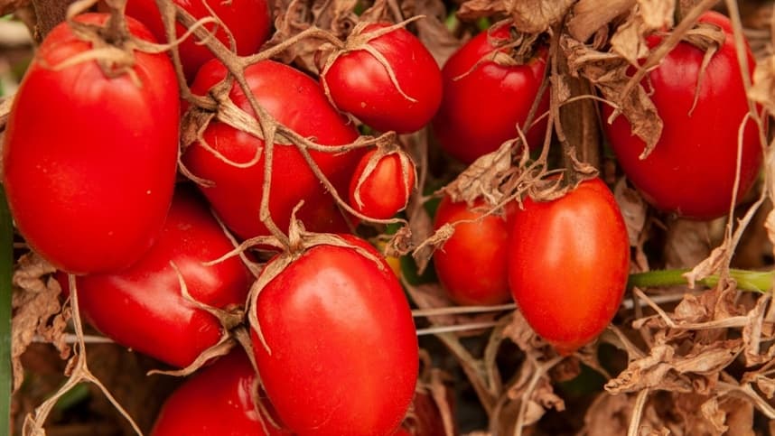 Período de transplantio de mudas de tomate é encerrado