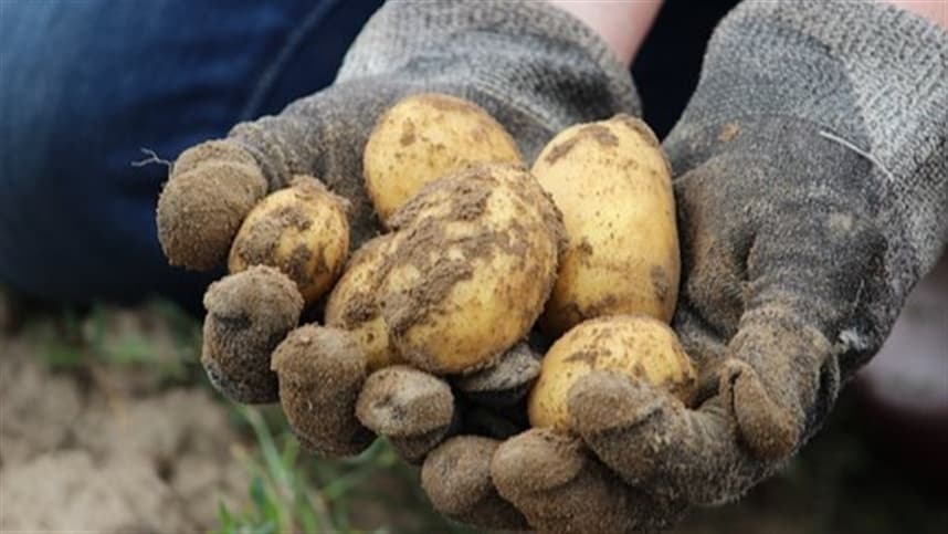 Expectativas para a safra de batata e cebola no Paraná