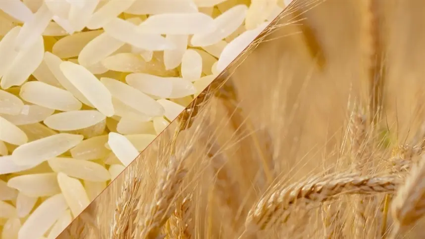 Clima desafia produtores de arroz e trigo na Ásia