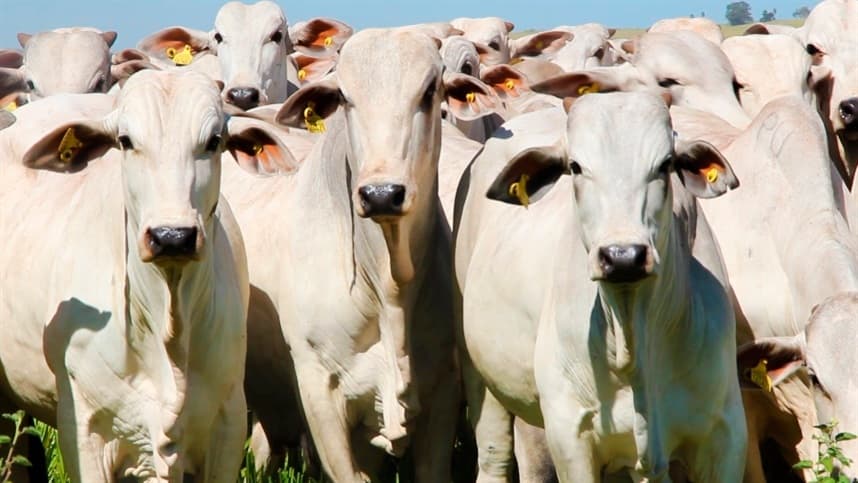 Tocantins supera 10 milhões de bovinos