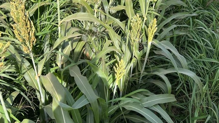Chuvas beneficiam safras de verão na Austrália