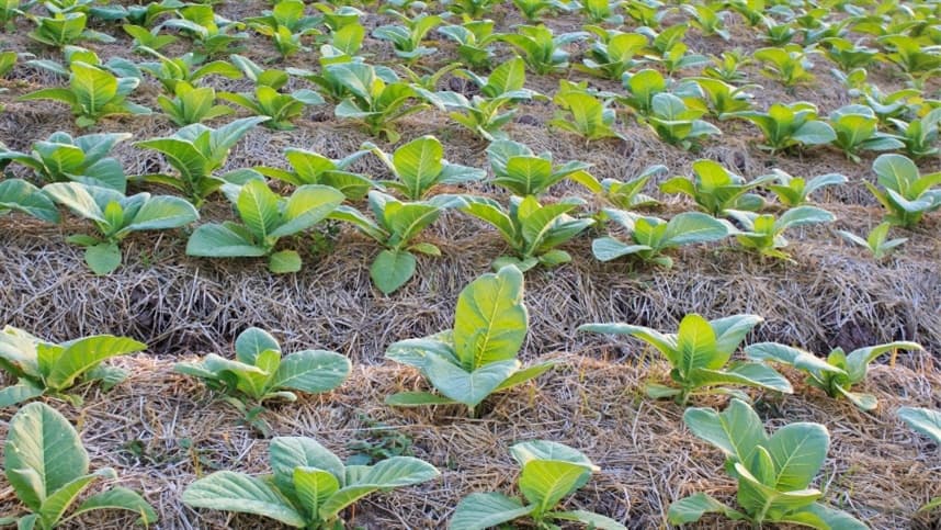 Cultivo de tabaco na Região Sul do Brasil
