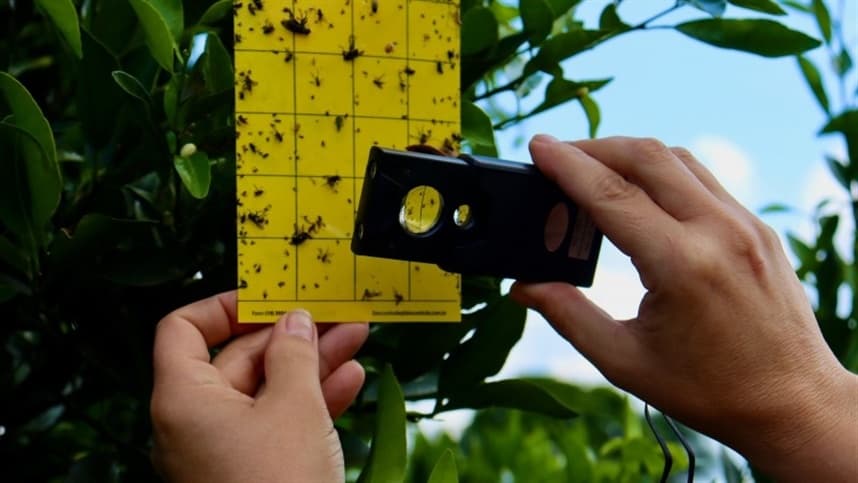 Monitoramento do greening em pomares de citrus
