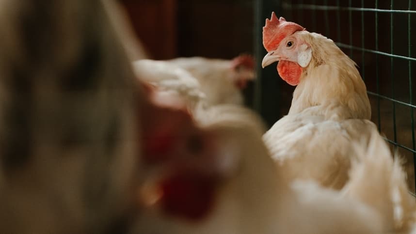 Mercado de frango registra primeira alta do ano em abril